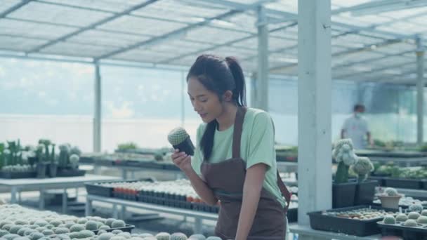 Kararlılığın Konsepti Dükkanda Kaktüs Kontrol Eden Asyalı Bir Kadın Ürün — Stok video