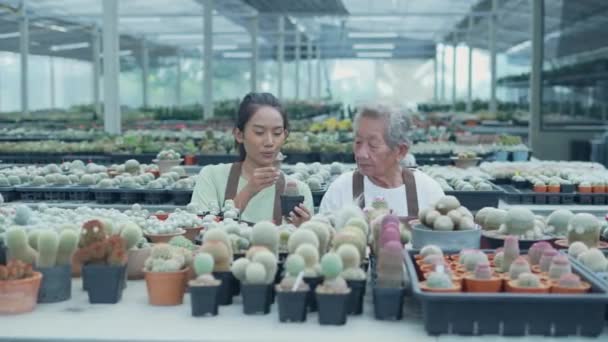 Bedrijfsconcept Van Resolution Aziatische Vrouw Die Cactus Plukt Winkel Winkelier — Stockvideo