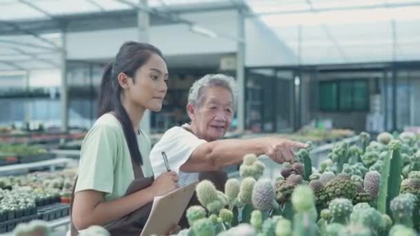 Business Concept Resolution Asian Old Woman Checking Cactus Store Family — Stock Video