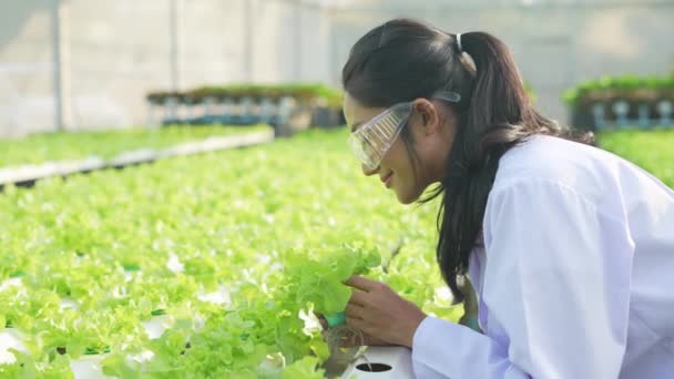 Mezőgazdaság Koncepciója Felbontás Kutatók Növénytermesztést Vizsgálják Üvegházakban — Stock videók