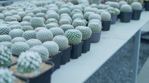 Mała Koncepcja Ogrodnictwa Rozdzielczości Kaktus Pokoju Dziecinnym Uprawa Hodowla — Wideo stockowe