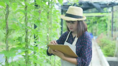 4k Çözünürlük Tarım Konsepti. İşçiler ağaçların büyümesi hakkında notlar alıyorlar. Bahçıvanın Üretim Değerlendirmesi.