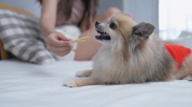 Tatil konsepti 4k Çözünürlük. Asyalı kadın yatak odasında köpeğini besliyor. Köpek maması çubukları..