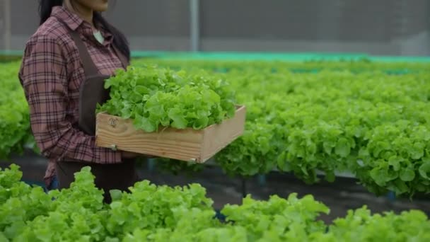 Çözünürlük Tarım Konsepti Bahçede Sebze Toplayan Asyalı Kadın — Stok video