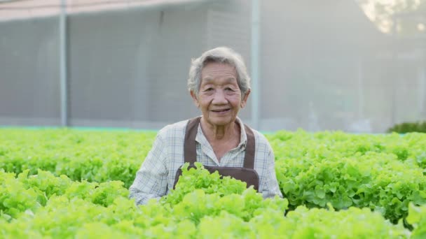 4K分解能の農業概念 温室で笑顔で野菜を運ぶアジアの女性 お客様に最高のサービスを提供することを目指しています — ストック動画