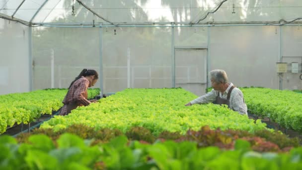 Koncepcja Rolnictwa Rozdzielczości Azji Kobieta Zbieranie Warzyw Szklarni — Wideo stockowe