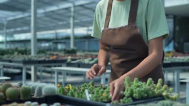 4k Kararlılığın iş konsepti. Dükkanda kaktüs kontrol eden Asyalı bir kadın. ürün seçimi. ağaç fidanlığı.