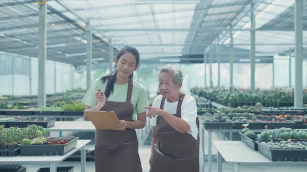 Üzleti koncepció 4k felbontás. Ázsiai öregasszony ellenőrzi a kaktuszt a boltban. családi együttműködés. Nagymama és unokája a kertben dolgoznak..