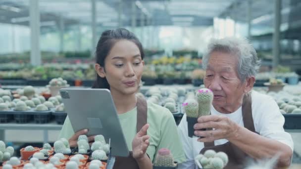 Obchodní Koncept Rozlišení Asijka Vybírá Kaktus Obchodě Majitel Obchodu Stará — Stock video