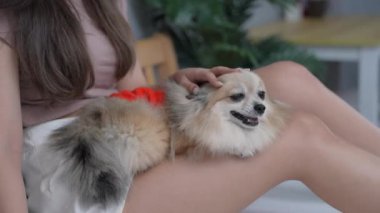 Tatil konsepti 4k Çözünürlük. Sahibi köpeği okşuyor..