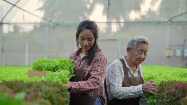 Conceito Agricultura Resolução Mulher Asiática Colhendo Legumes Estufa — Vídeo de Stock