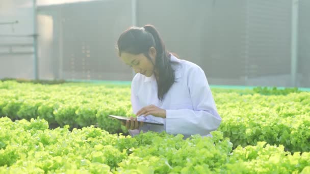 Çözünürlük Tarım Konsepti Araştırmacılar Seralardaki Bitki Büyümesini Araştırıyorlar Sebze Deneyi — Stok video
