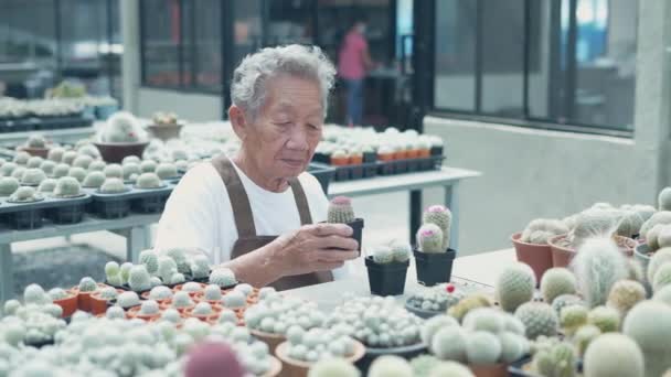 4K解像度のビジネスコンセプト アジア系の老女が店でサボテンを摘んでいる 店主が木の手入れをしている — ストック動画