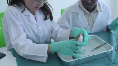 Eğitim konsepti 4k Kararlılık. Öğrenciler laboratuarda fen dersi alıyor. Biyolojik Hayvan Araştırması. Amfibiler hakkında bilgi.