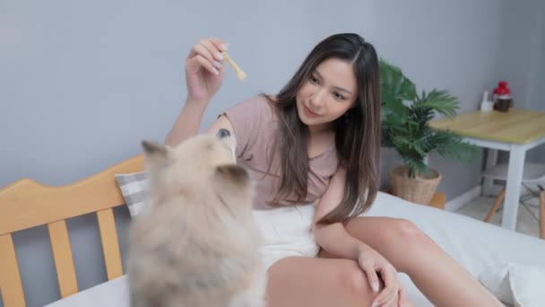 Concepto Vacaciones Resolución Mujer Asiática Alimentando Perro Dormitorio Perro Bocadillos — Vídeos de Stock
