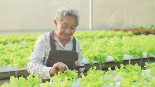 4K分解能の農業概念 温室で野菜をチェックするアジアの女性 庭師の生産性評価 — ストック動画
