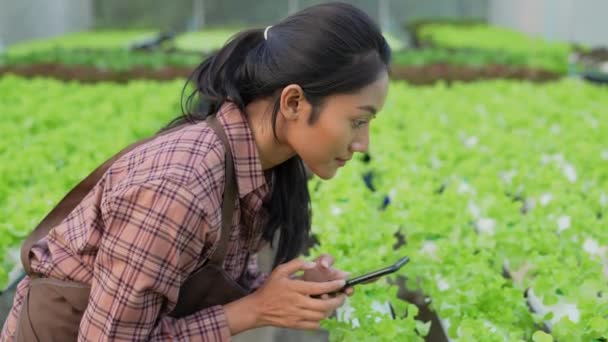 Концепция Сельского Хозяйства Резолюция Рабочий Проверяет Выращивание Овощей Саду Оценка — стоковое видео