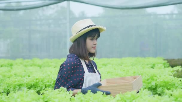 Концепция Сельского Хозяйства Резолюция Азиатка Собирает Овощи Саду — стоковое видео