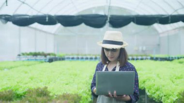 4k Çözünürlük Tarım Konsepti. Bir işçi bahçede sebzelerin yetişmesini kontrol ediyor. Bahçıvanın Üretim Değerlendirmesi.