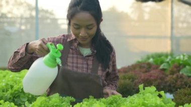 4k Çözünürlük Tarım Konsepti. Serada sebze sulayan Asyalı bir kadın. Hormon enjeksiyonlarıyla büyümeyi hızlandır.