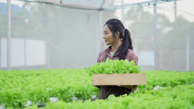 4k Çözünürlük Tarım Konsepti. Bahçede sebze toplayan Asyalı kadın..