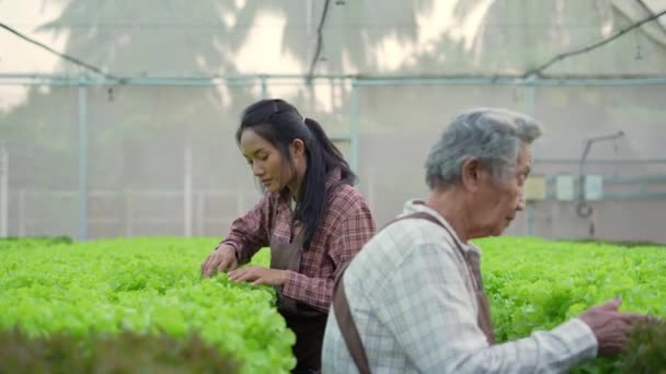 4K分解能の農業概念 温室で野菜を選ぶアジアの女性 — ストック動画