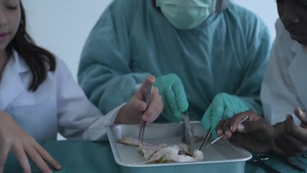 Bildungskonzept Der Auflösung Forscher Sezieren Frösche Einem Labor Lehramt Körperliche — Stockvideo