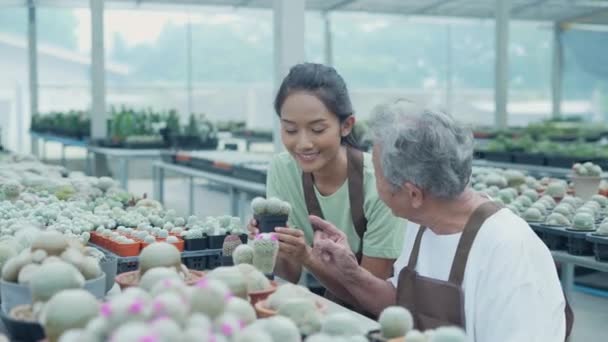 Concepto Negocio Resolución Mujer Asiática Recogiendo Cactus Tienda Dueño Tienda — Vídeos de Stock