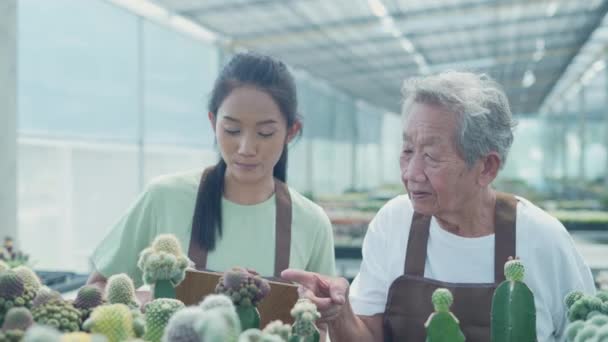 4K解像度のビジネスコンセプト アジアの老婦人が店でサボテンをチェックします 家族の協力だ 祖母と孫娘が庭で働いています — ストック動画