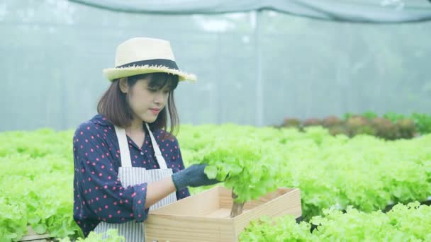 Jordbrukskonceptet Resolution Asiatisk Kvinna Skördar Grönsaker Trädgården — Stockvideo