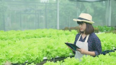 4k Çözünürlük Tarım Konsepti. Bir işçi bahçede sebzelerin yetişmesini kontrol ediyor. Bahçıvanın Üretim Değerlendirmesi.