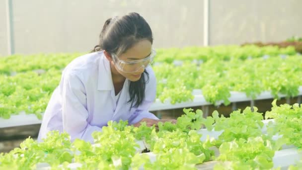 Agriculture Concept Résolution Des Chercheurs Étudient Croissance Des Plantes Serre — Video