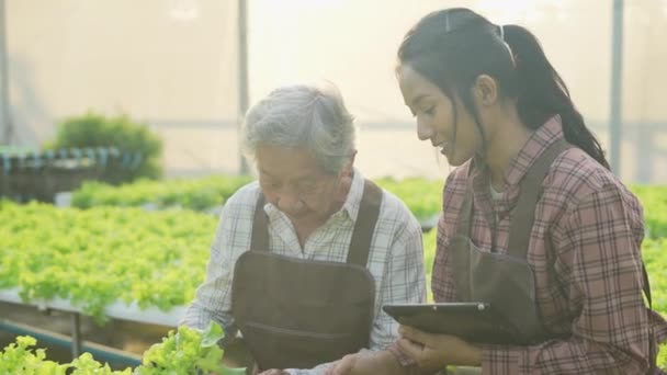Landwirtschaftskonzept Von Resolution Asiatin Überprüft Gemüse Gewächshaus Bewertung Der Produktivität — Stockvideo