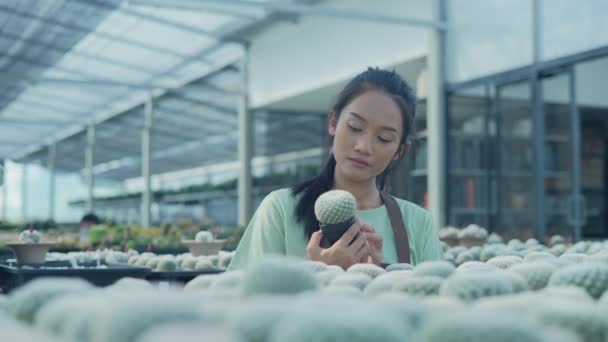 Kararlılığın Konsepti Dükkanda Kaktüs Kontrol Eden Asyalı Bir Kadın Ürün — Stok video