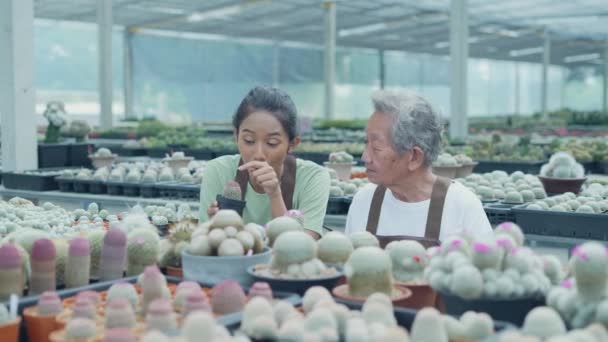 Kararlılığın Konsepti Dükkanda Kaktüs Toplayan Asyalı Kadın Dükkan Sahibi Ağaçlarla — Stok video