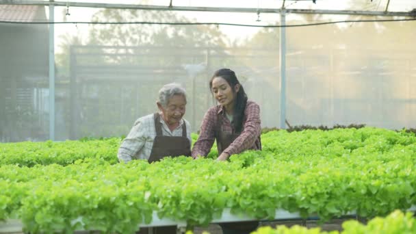 Концепція Землеробства Resolution Азійка Збирає Овочі Оранжереї — стокове відео