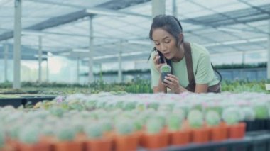 4k Kararlılığın iş konsepti. Dükkan sahibi bir cep telefonu kullanarak kaktüs satıyor. Asyalı kadın bir ağacı tanıtıyor. telefon iletişimi.