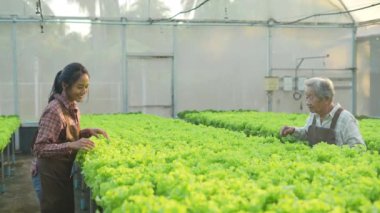 4k Çözünürlük Tarım Konsepti. Serada sebze toplayan Asyalı kadın..