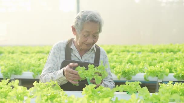 Çözünürlük Tarım Konsepti Serada Sebzeleri Kontrol Eden Asyalı Bir Kadın — Stok video