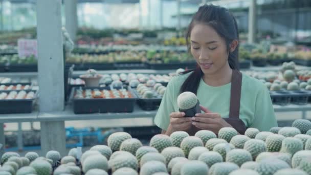 Business Concept Resolution Asian Woman Checking Cactus Shop Product Selection — Stock Video