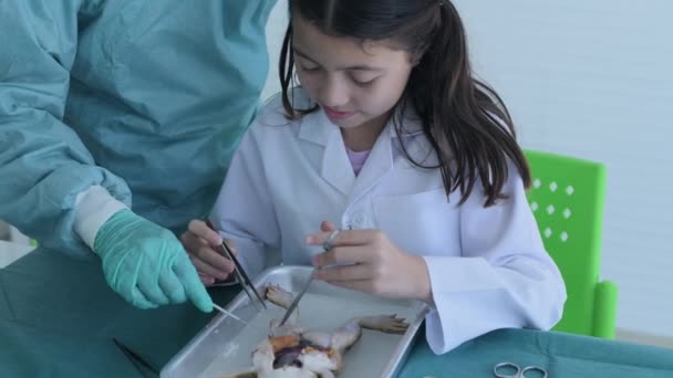 Education Concept Resolution Researchers Dissecting Frogs Lab Teaching Students Physical — Stock Video