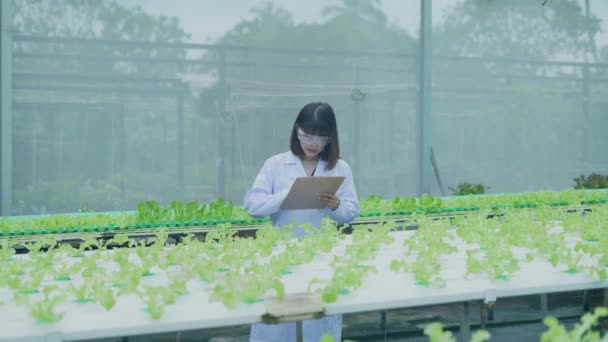 Çözünürlük Tarım Konsepti Araştırmacılar Seralardaki Bitki Büyümesini Araştırıyorlar Sebze Deneyi — Stok video