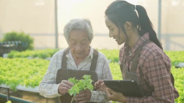 Landwirtschaftskonzept Von Resolution Asiatin Überprüft Gemüse Gewächshaus Bewertung Der Produktivität — Stockvideo