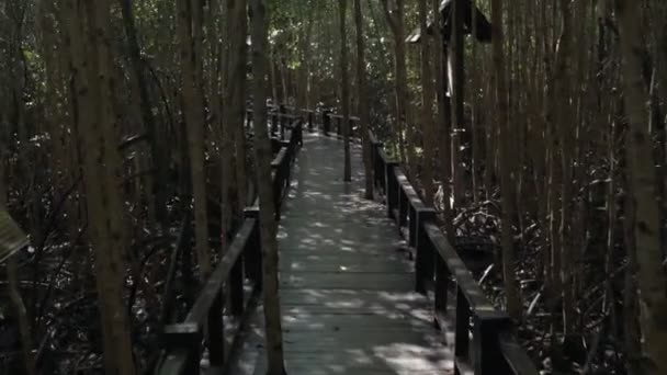 Pohled Přírodu Rozlišení Krajina Při Procházce Mangrovovém Lese Během Dne — Stock video