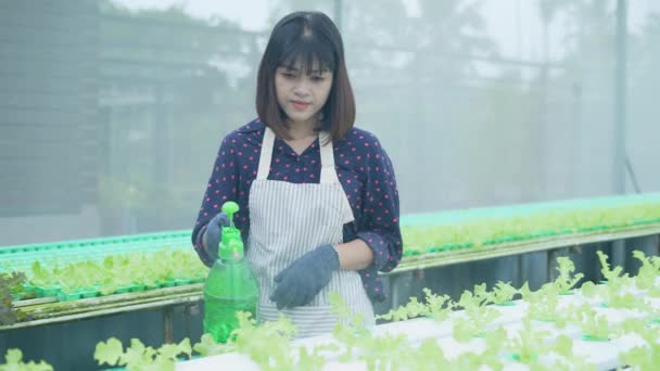 4K分解能の農業概念 温室で野菜を水やりするアジアの女性 ホルモン注射で成長を加速 — ストック動画