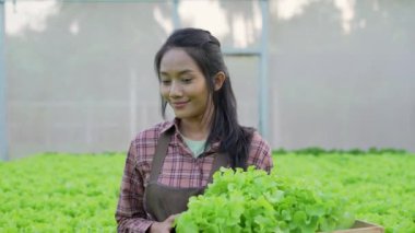 4k Çözünürlük Tarım Konsepti. Bahçede sebze toplayan Asyalı kadın..