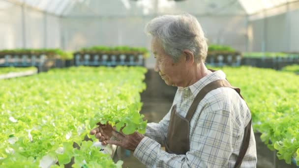 4K解析度的农业概念 亚洲女人在温室里检查蔬菜 园艺师的生产力评估 — 图库视频影像