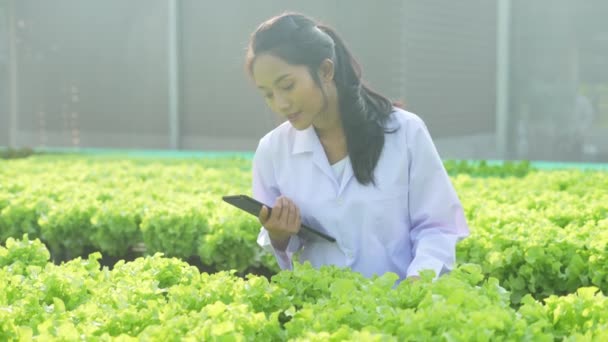 4K分解能の農業概念 研究者は温室内の植物の成長を調査している 野菜実験の進捗状況を記録しておきます — ストック動画