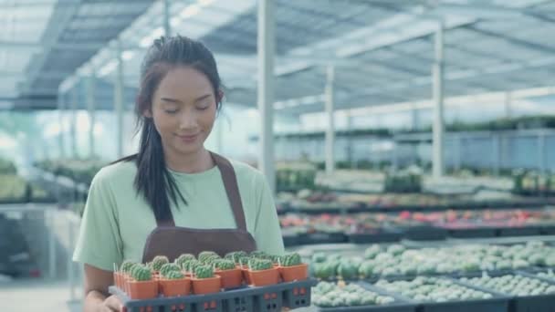 Forretning Koncept Resolution Asiatisk Kvinde Flytter Kaktus Haven Hylde Genopfyldning – Stock-video