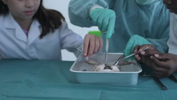 Bildungskonzept Der Auflösung Forscher Sezieren Frösche Einem Labor Lehramt Körperliche — Stockvideo
